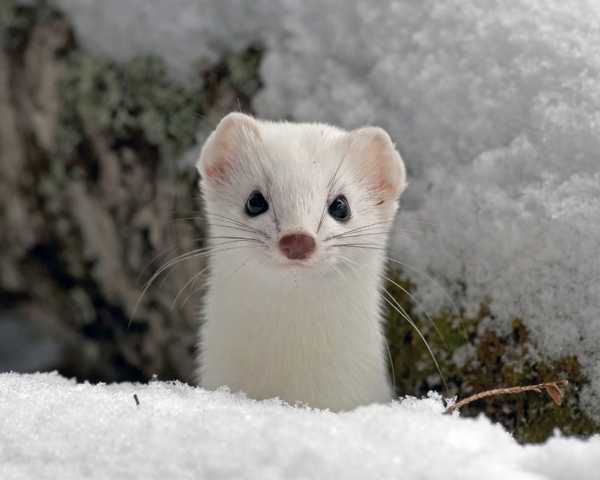 snow-weasel-.jpg