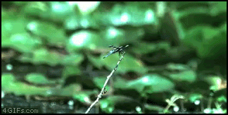 45739-20100606-1Uw9Gu.gif