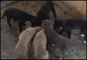 45801-20100606-HGqrgs.gif