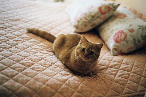 tumblr_la13n63KOB1qcy2e5o1_500.jpg