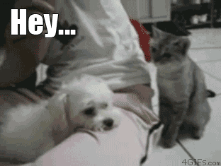 135805-20101211-aDvwvo.gif