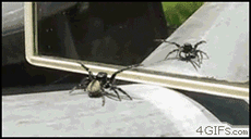 165316-20110202-sERTmn.gif