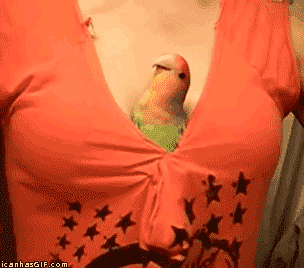 406920-20111212-Oas9DT.gif