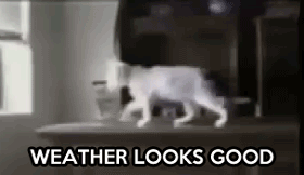 tumblr_ls274a4WVj1qjrb1zo1_400.gif
