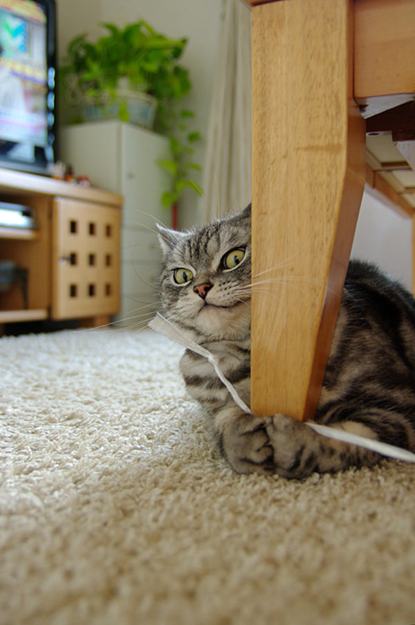 funny-cat-face.jpg