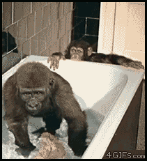 489829-20120303-uenrDh.gif