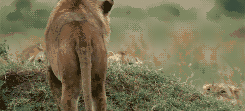 489890-20120303-9bOXxG.gif
