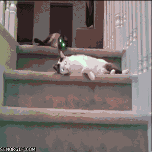 490649-20120303-EVYBRs.gif
