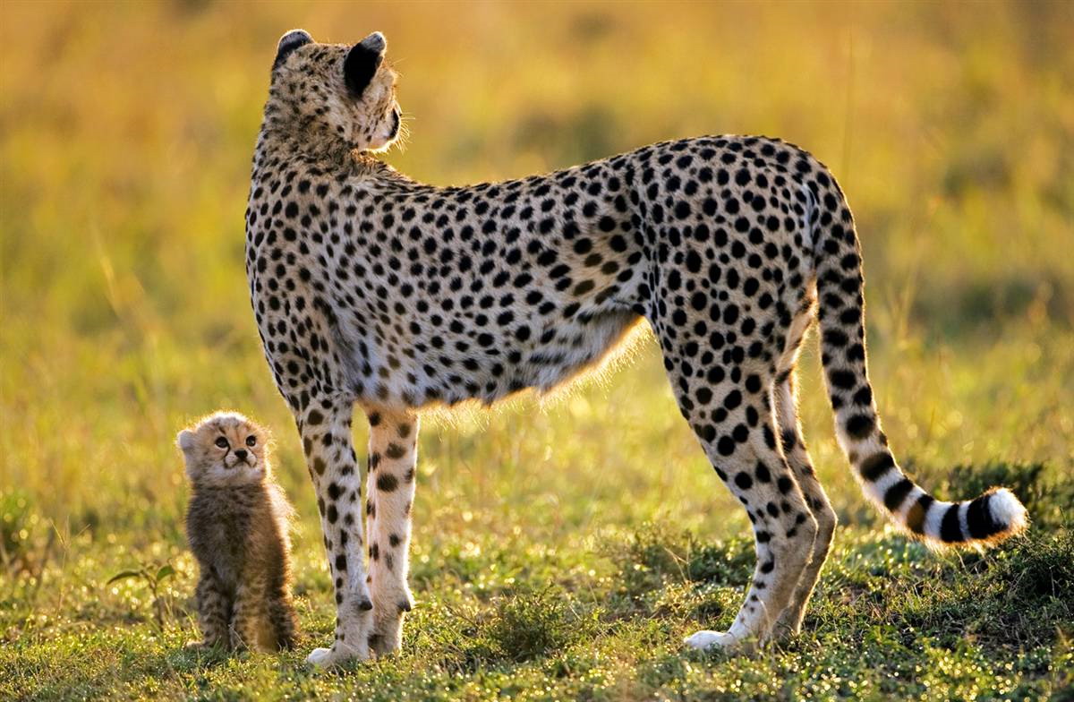 cheetah-and-son-big.jpg