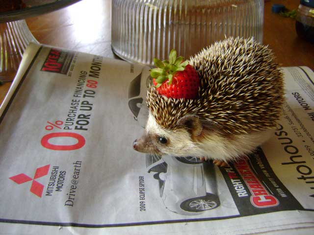 hedgehog-with-a-strawberry-hat-big.jpg