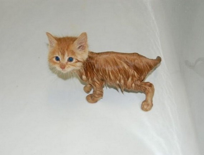 kitten-is-soaked-big.jpg