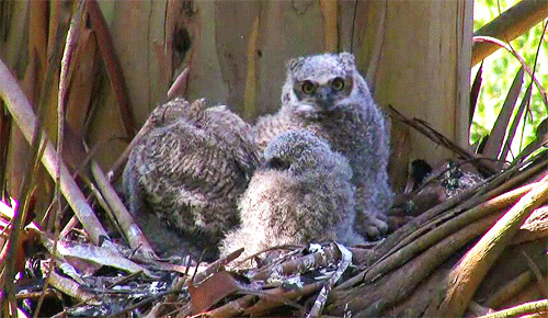 575442-20120606-7QRmHn.gif