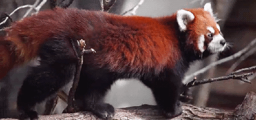 575448-20120606-KwVvc9.gif