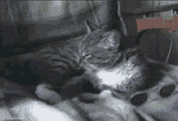 tumblr_mfp2s1rQLI1qiavcao1_r1_250.gif