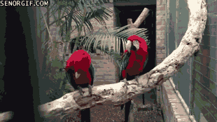 885059-20130202-RrAsgx.gif