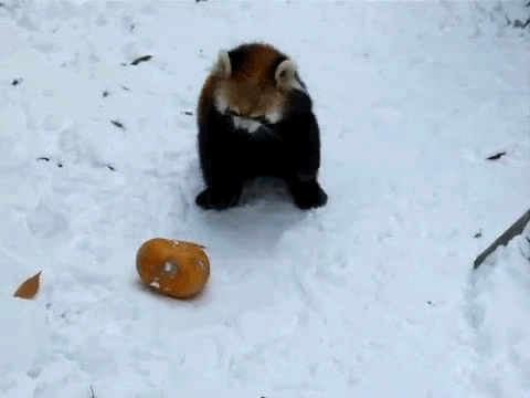 981061-20130403-fwbSVh.gif