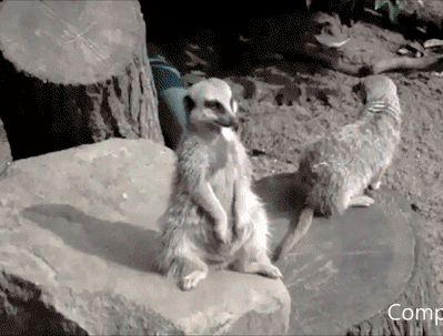 1017919-20130504-3DTWLF.gif