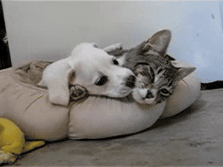 1096200-20130706-z30oTQ.gif