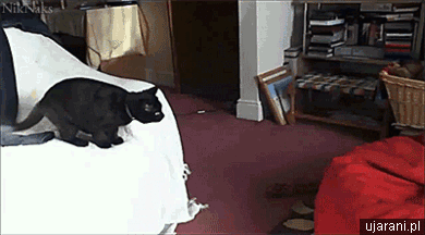 1097800-20130707-xMfaKk.gif