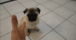 1132257-20130806-n17NIi.gif