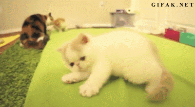 1132282-20130806-dlLyfI.gif