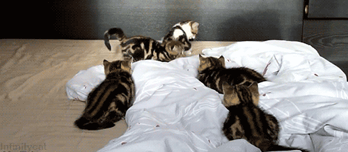 gifs_08.gif