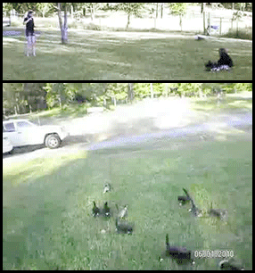 gifs_18.gif