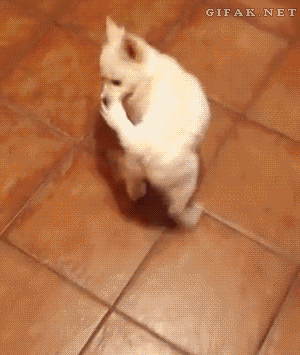 1272205-20131209-pTcbAj.gif