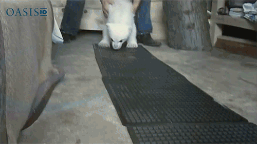 1273713-20131210-FcP3Xc.gif