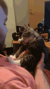 1329861-20140126-JqoW9T.gif