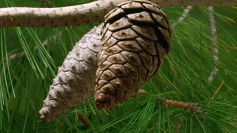 1329862-20140126-FT1STT.gif