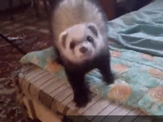 gifs_15.gif