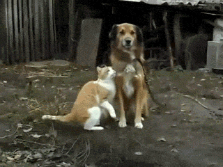 1450876-20140505-pT2CCI.gif