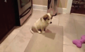 gifs_06.gif