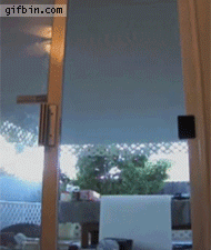 1400521201_spiderkitten_climbs_on_screen_door_opens_it_and_gets_in.gif