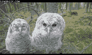 gifs_05.gif