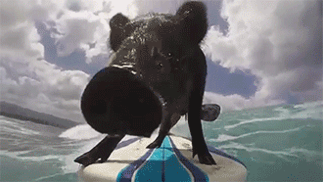 6597640_e7cf4f17f13954b1684037cb1a1bc0c0_wm.gif