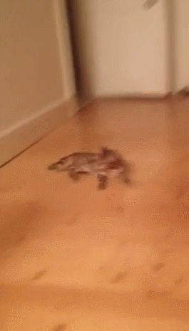 gifs_24.gif