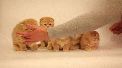 gifs_01.gif