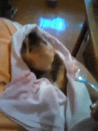 gifs_22.gif