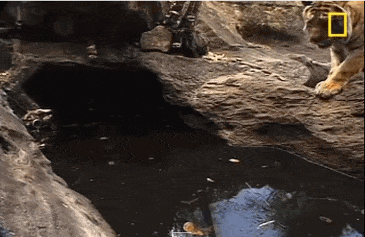 1649877-20141109-q6TYU7.gif