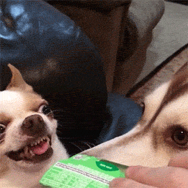 1677732-20141211-vPyRSb.gif