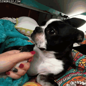 1731752-20150131-qU4vzq.gif