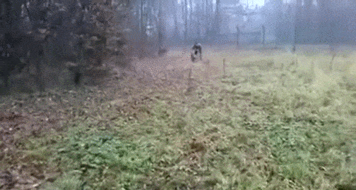 gifs_21.gif