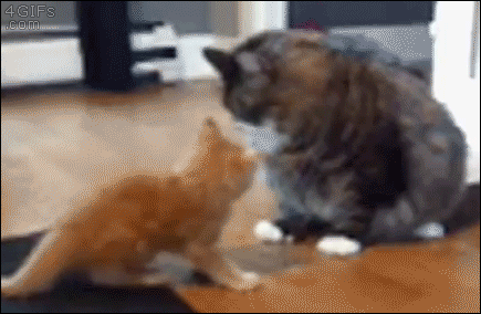 gifs_08.gif