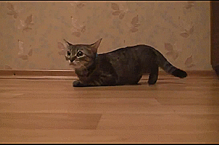 1835397-20150504-CwcffE.gif