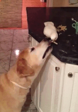 gifs_06.gif