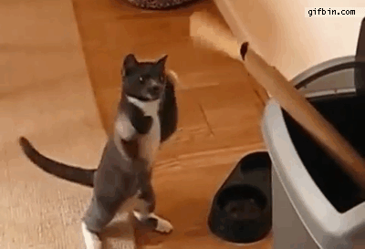 gifs_09.gif