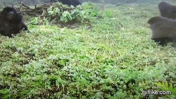gifs_20.gif