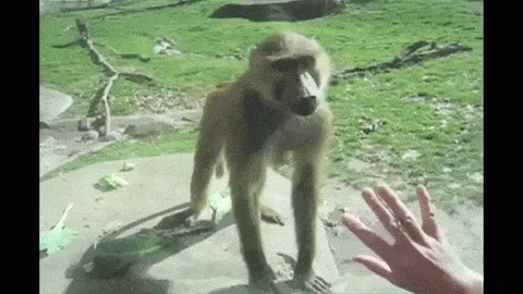 gifs_07.gif